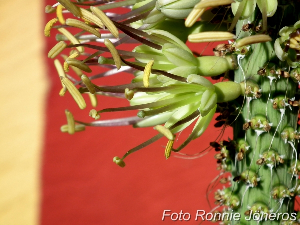 Agave viktoria regina